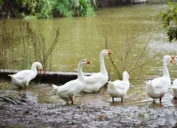 八鹅吃瓜菌会火不空娱乐