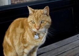 娱乐吃瓜酱小猫坐公交车,萌宠坐公交，趣味横生一幕